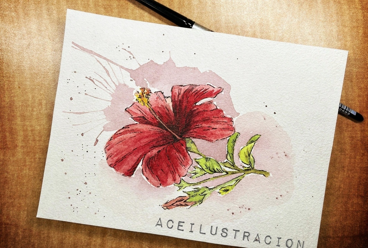 Hibiscus - Tropical Flowers - student project