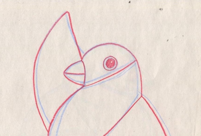Bullfinch Drawing Without Fear