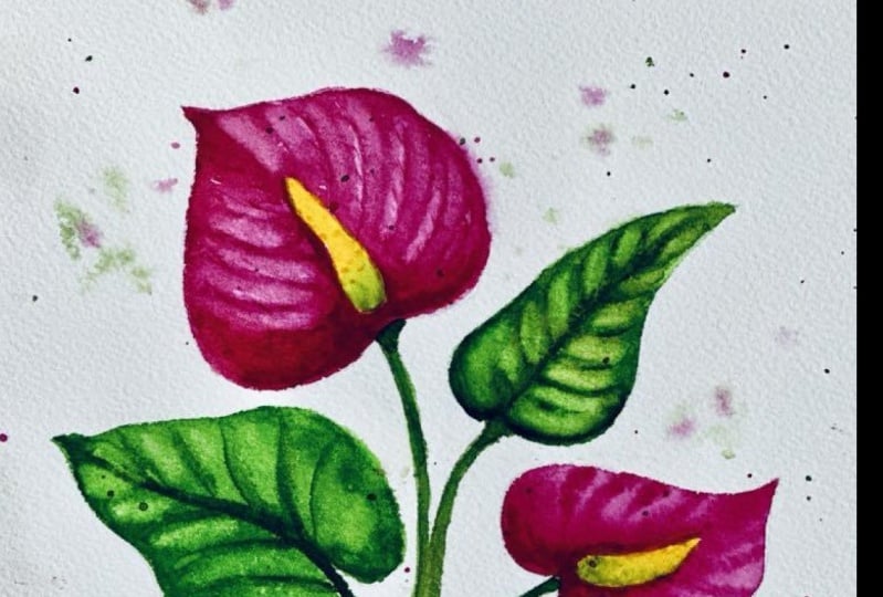 Anthurium