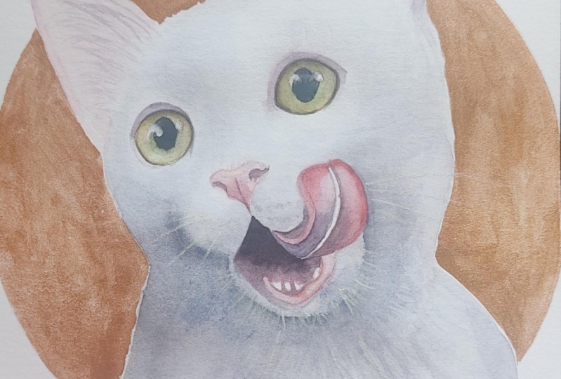 Gato blanco