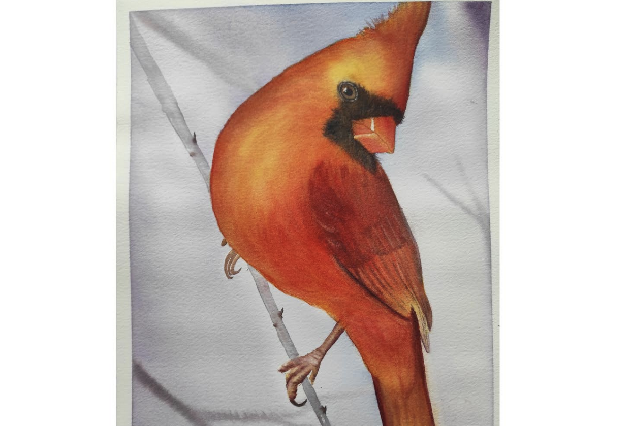 Bird class - student project