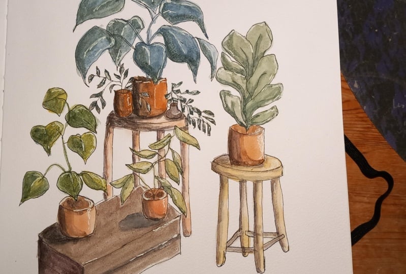 Plantes en pots