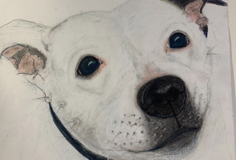 Dogs eye in colour