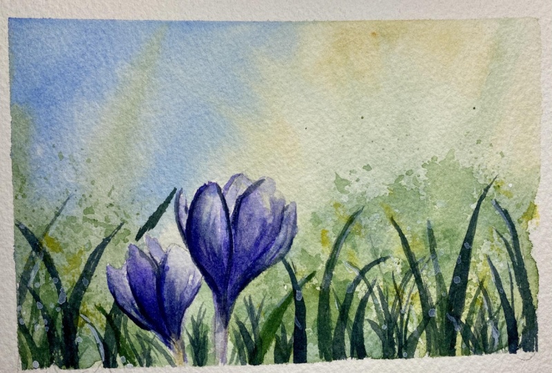 Crocus