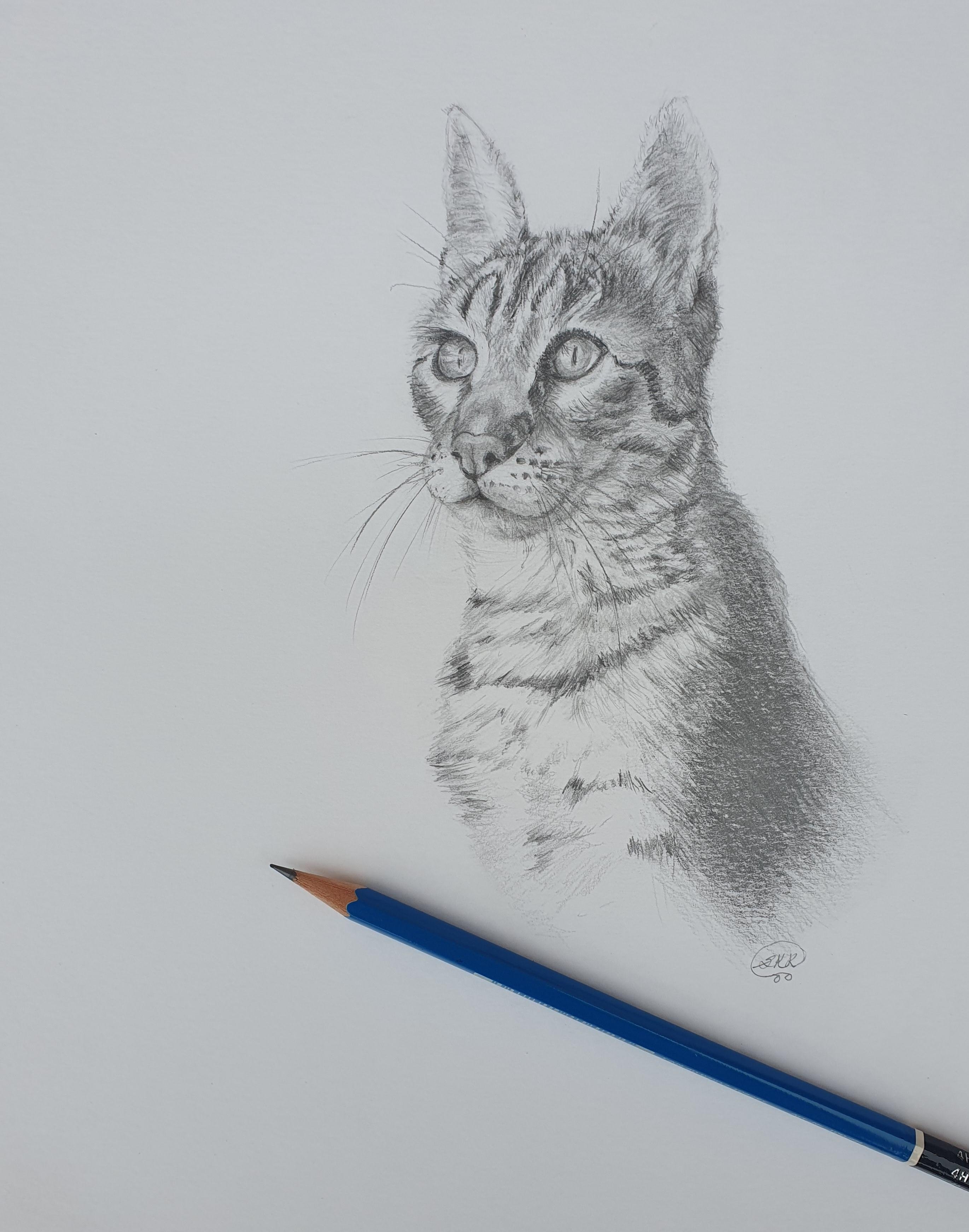Cat - student project