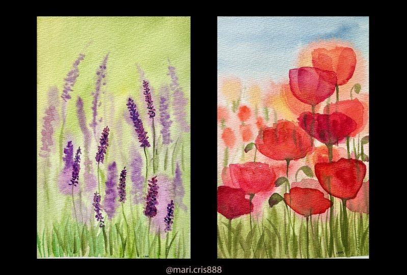 Poppies and Lavanders