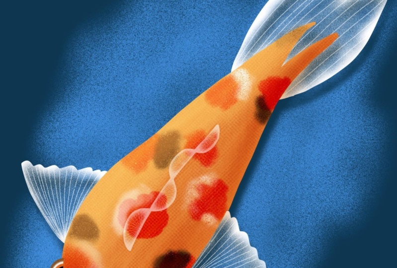 Little fish