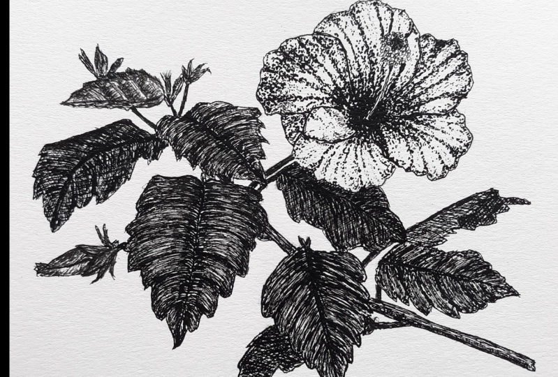 Dip Pen Hibiscus