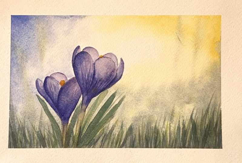 Krokussen aquarel