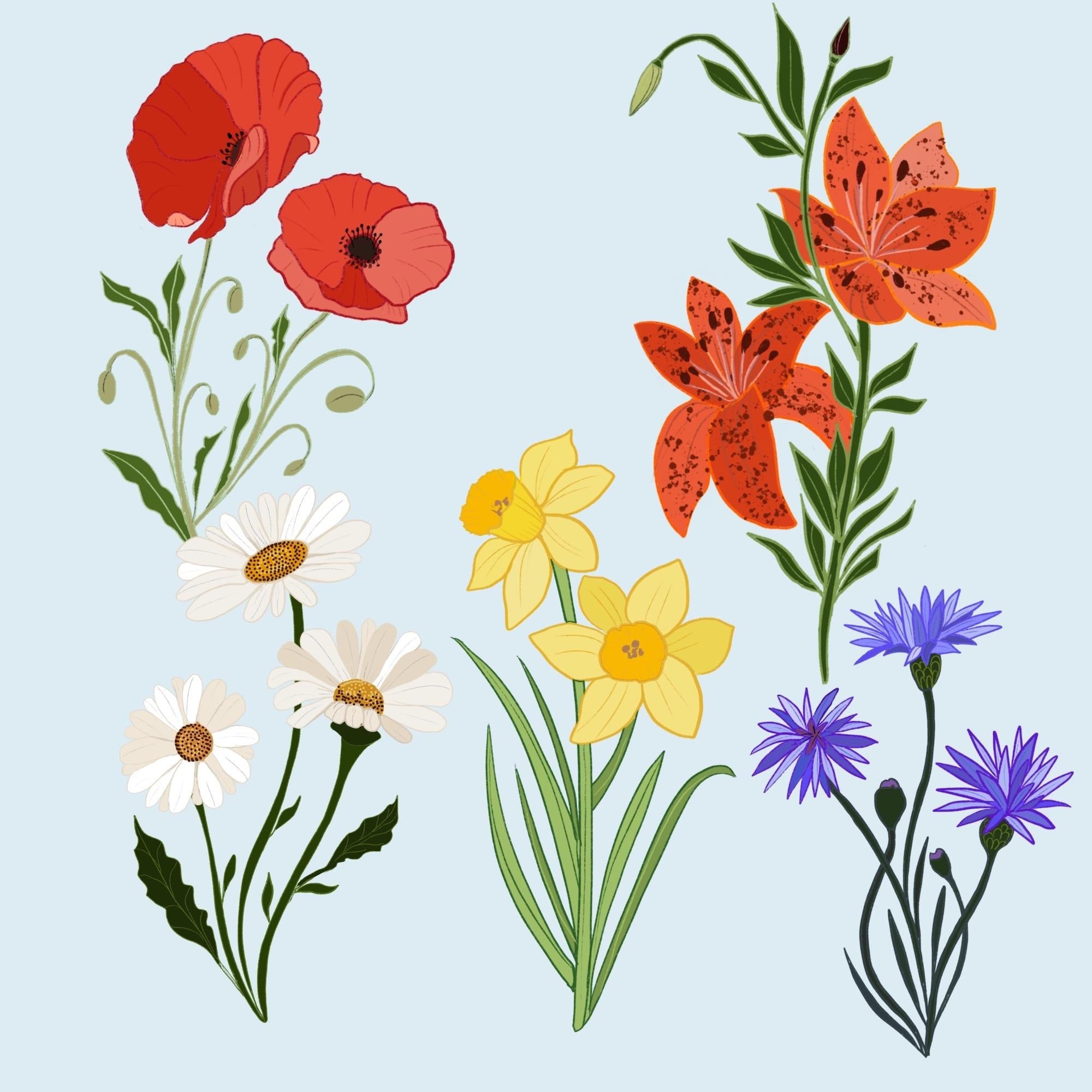 Wild flowers - student project