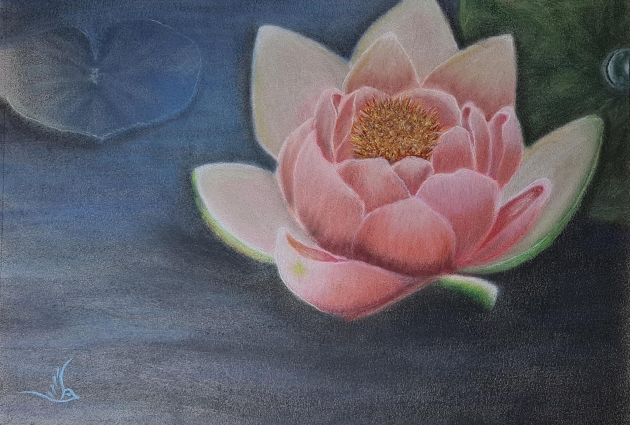 Water Lily in soft pastels - student project