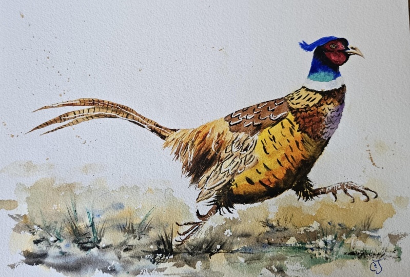 Pheasant