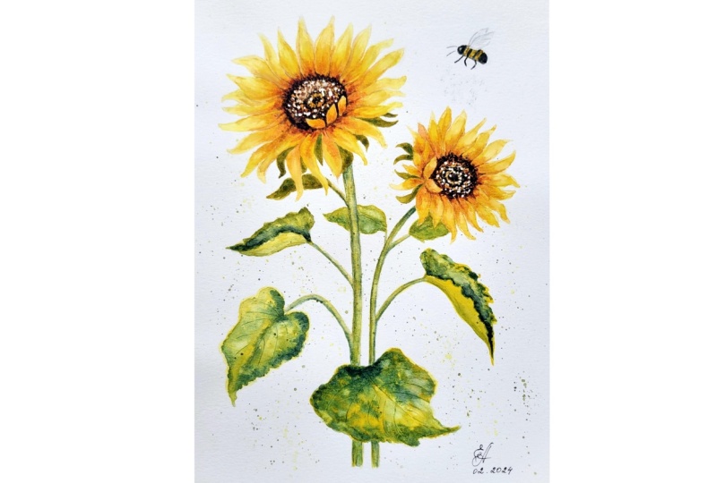Sunflowers