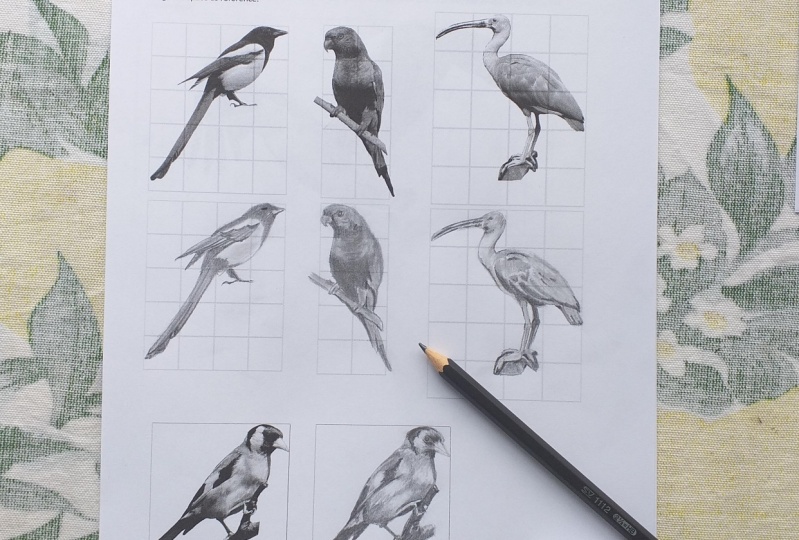 Drawing realistic birds