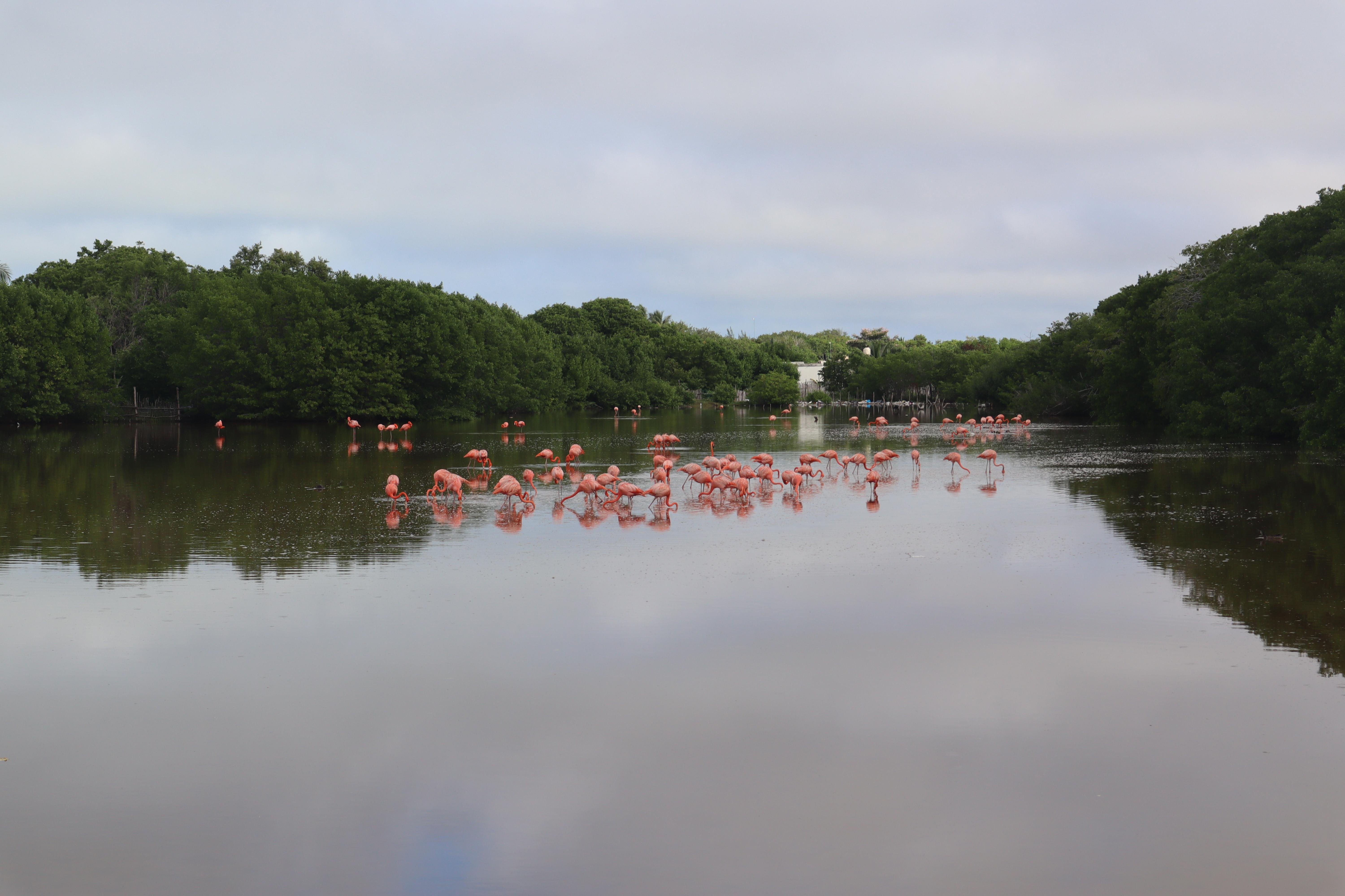 Flamingos Yucatan - student project