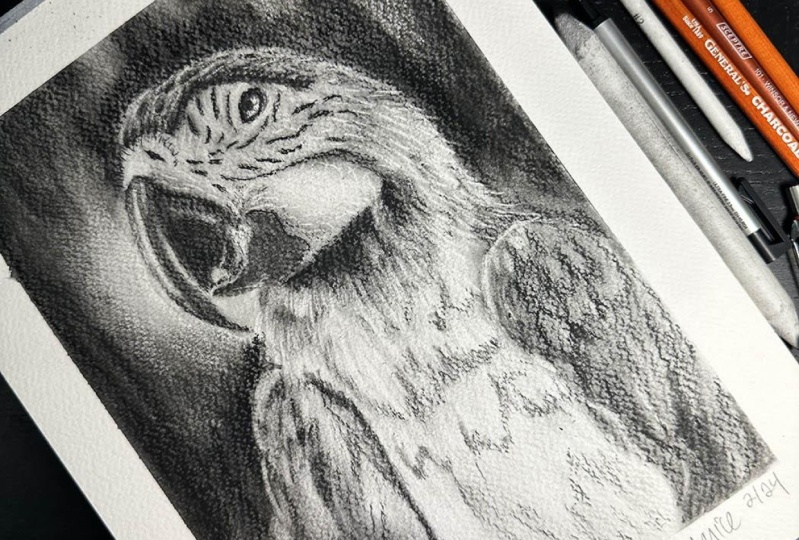 Macaw