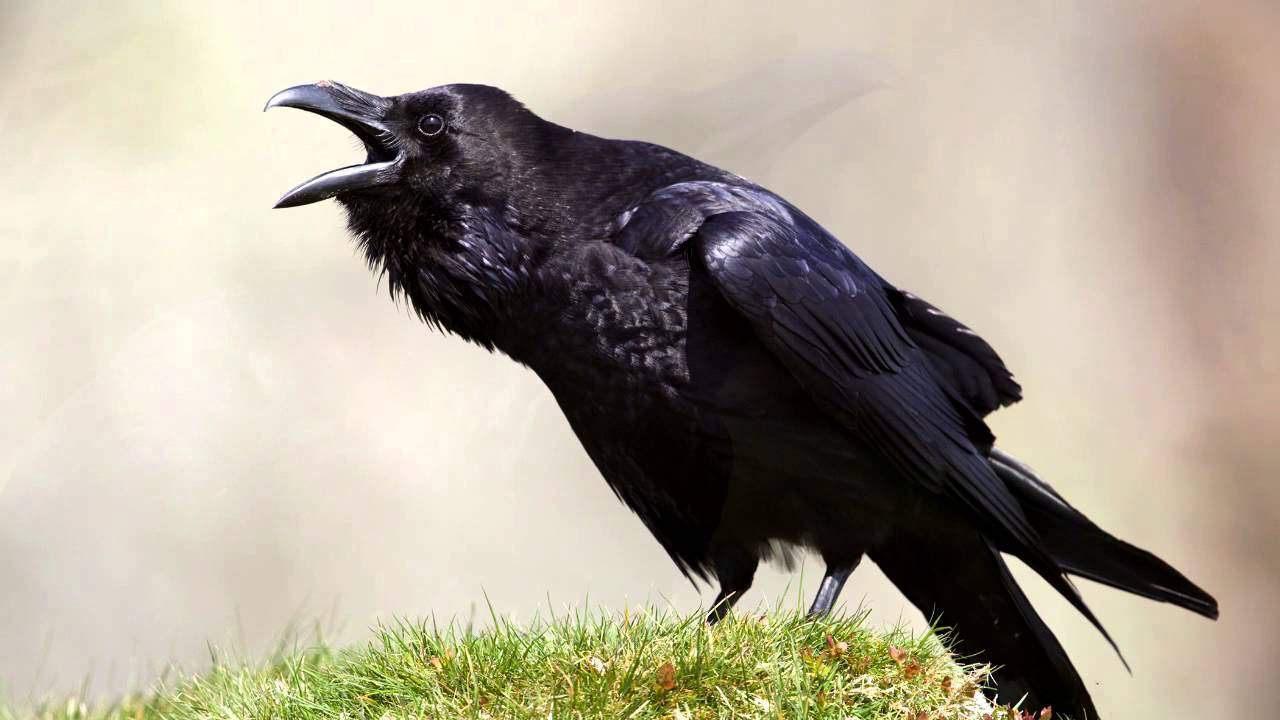 Резултат с изображение за The Raven
