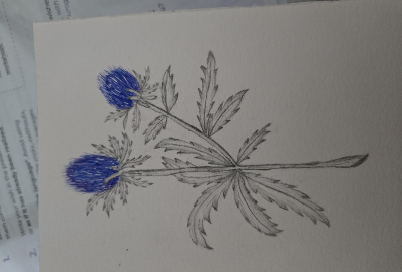 Watercolor and graphite