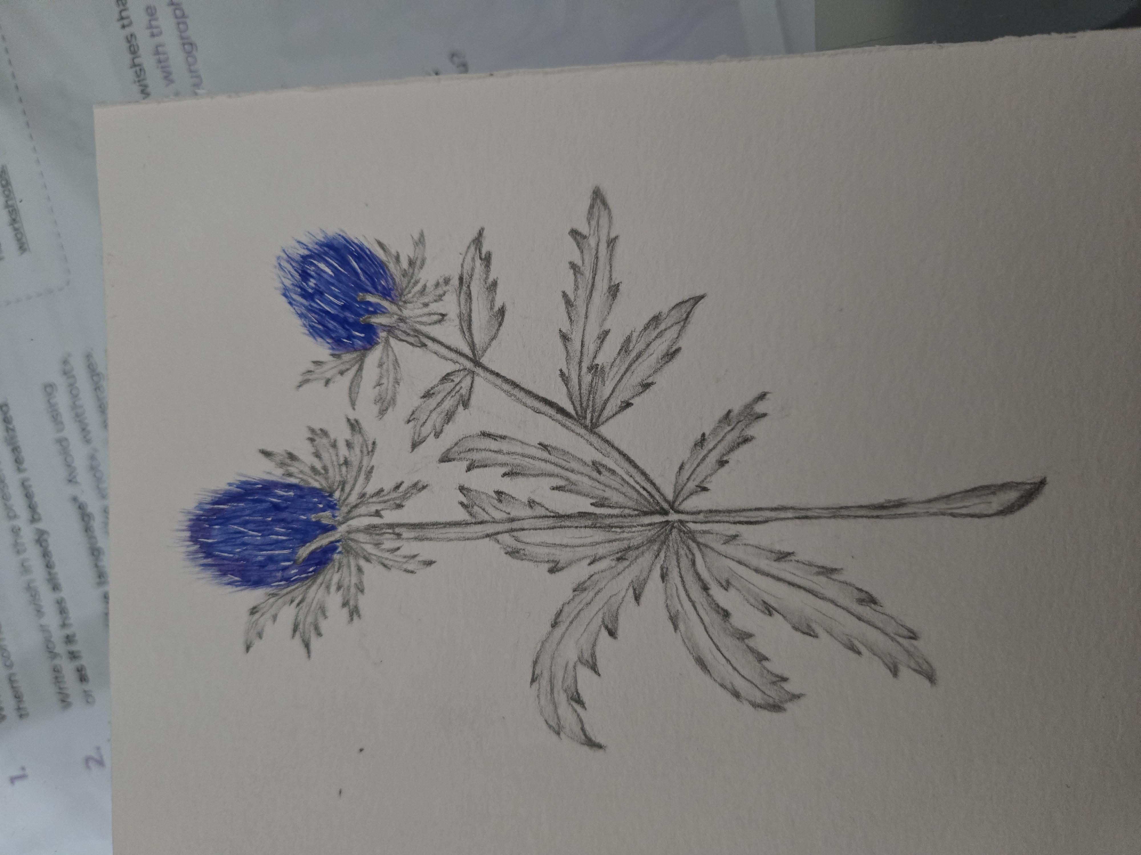 Watercolor and graphite - student project