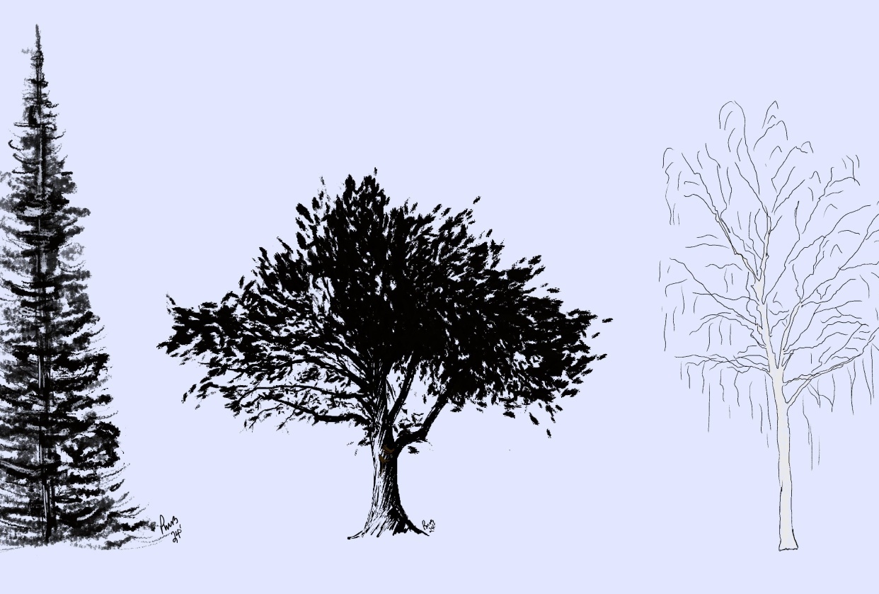 Trees - student project