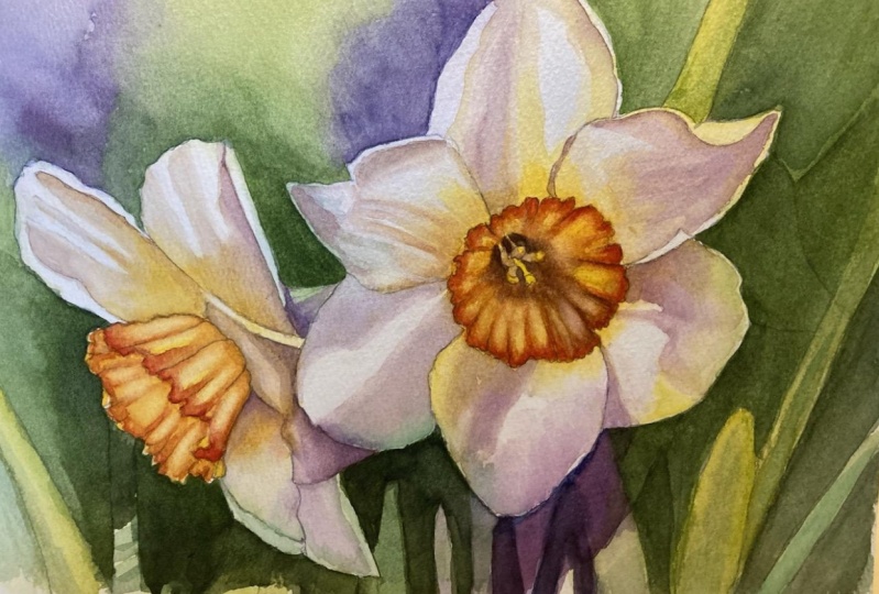 Chris' Daffodils