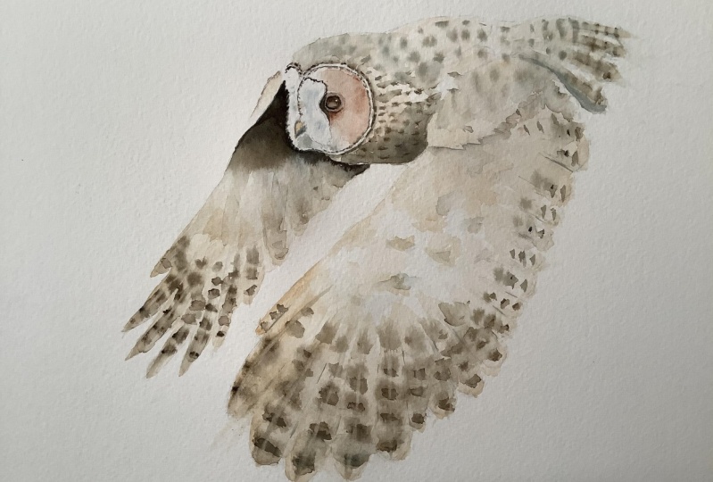 Flying owl