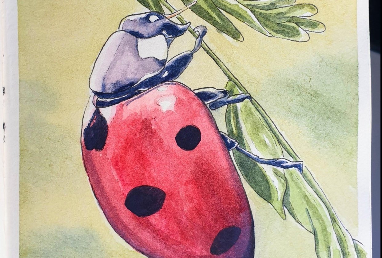 Ladybug - student project