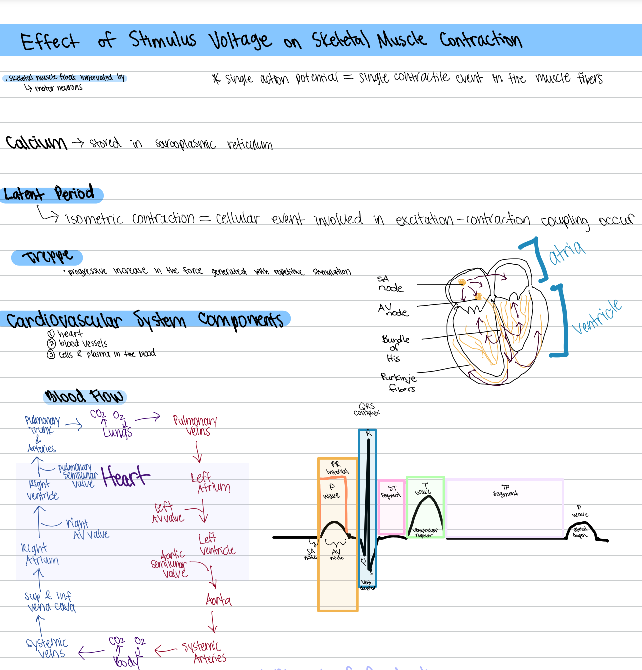 Cardio Notes - student project
