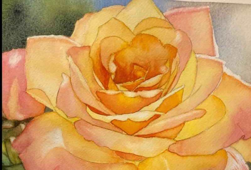 Chris' Yellow Rose