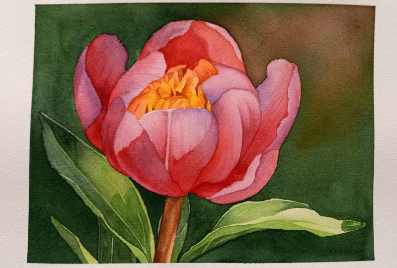 Peony in Watercolor