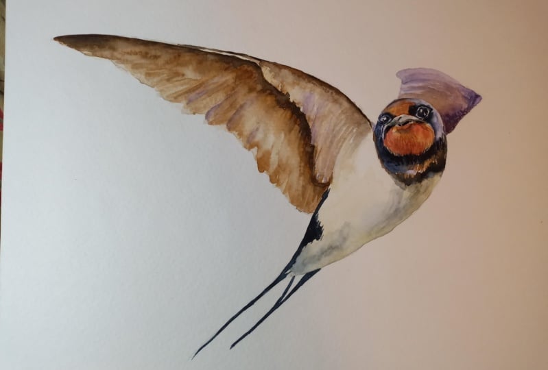 Watercolour barn swallow