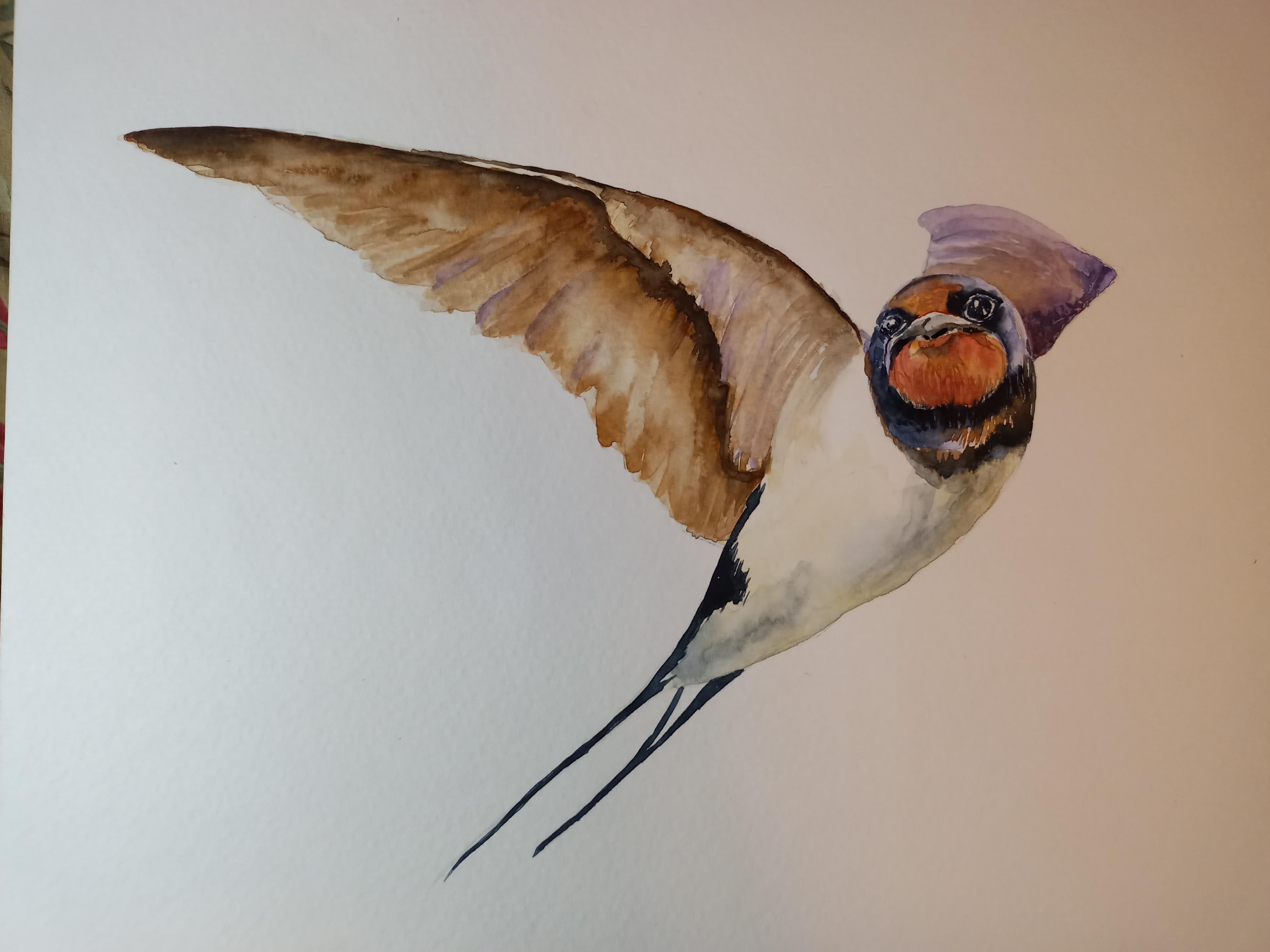 Watercolour barn swallow - student project