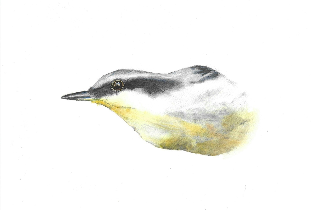 Birds wet in wet - student project