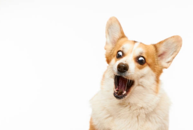 Doggy