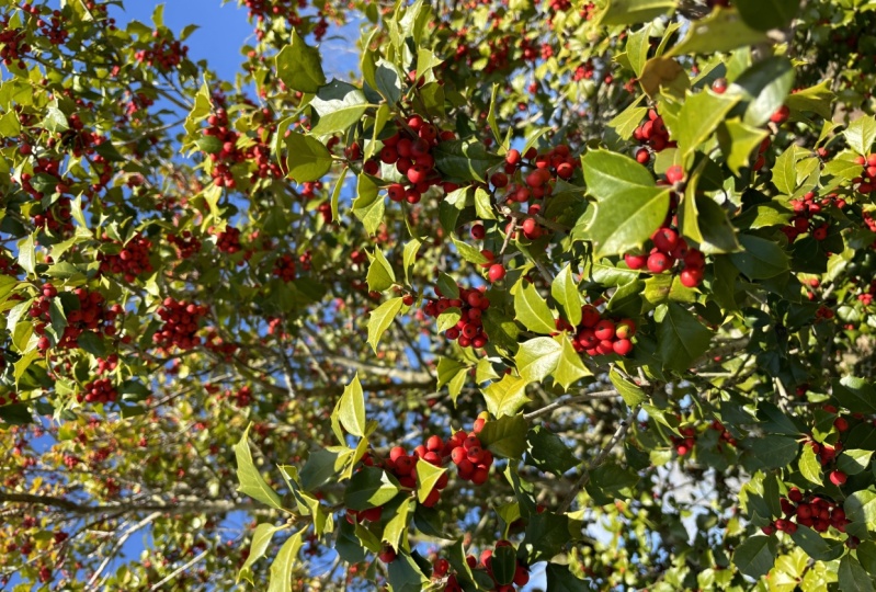 Nature photo