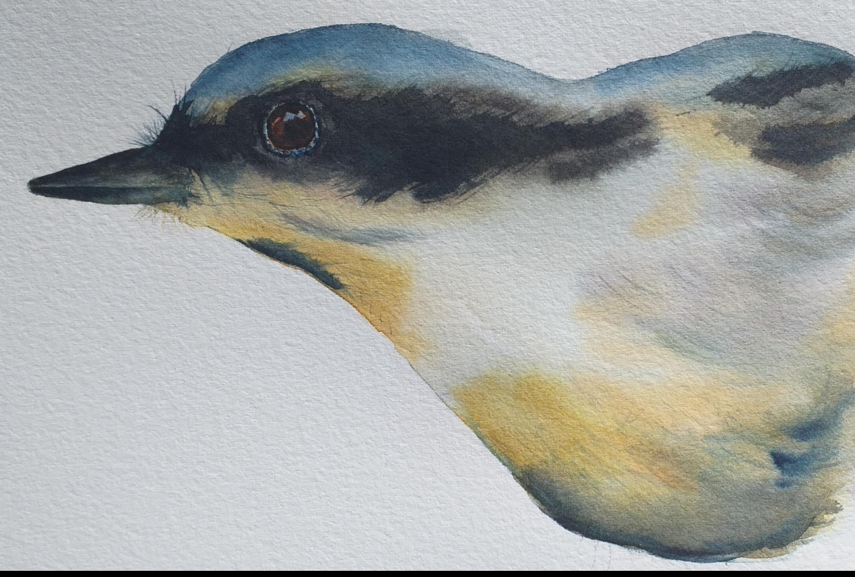 Painting birds in watercolor - student project