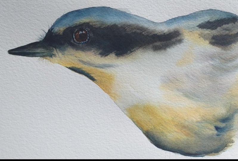 Painting birds in watercolor