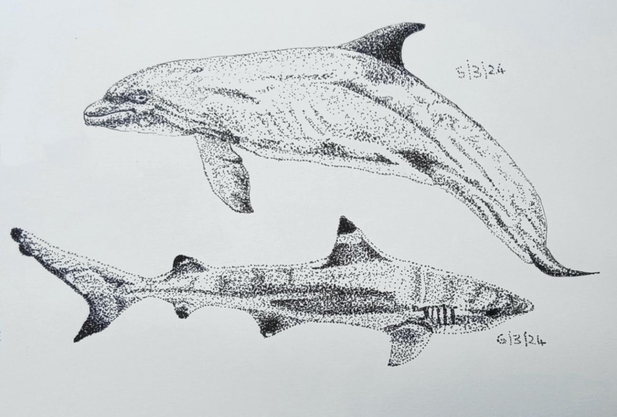 Ink with Me Shark & Dolphin - student project