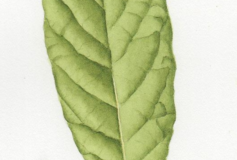 My Leaf
