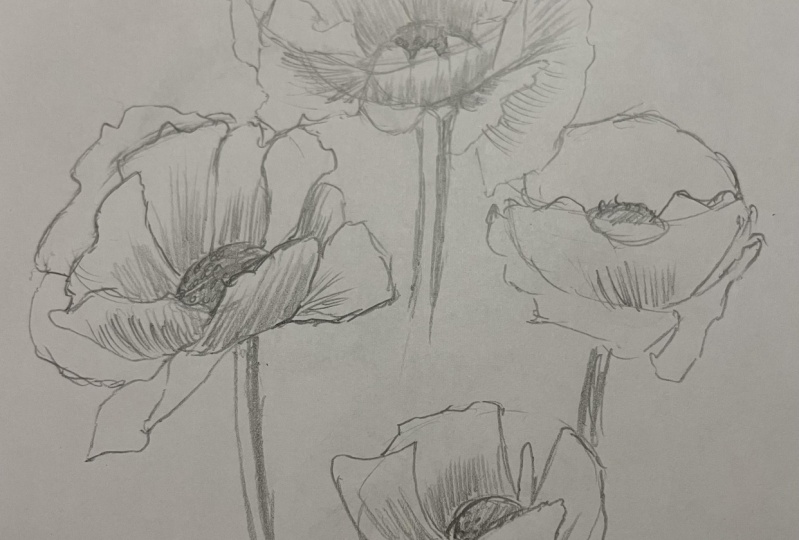 My first flower sketch