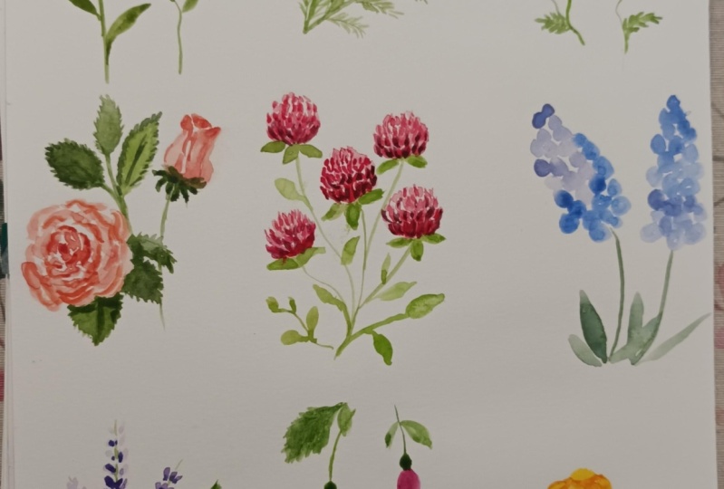 Copia flores