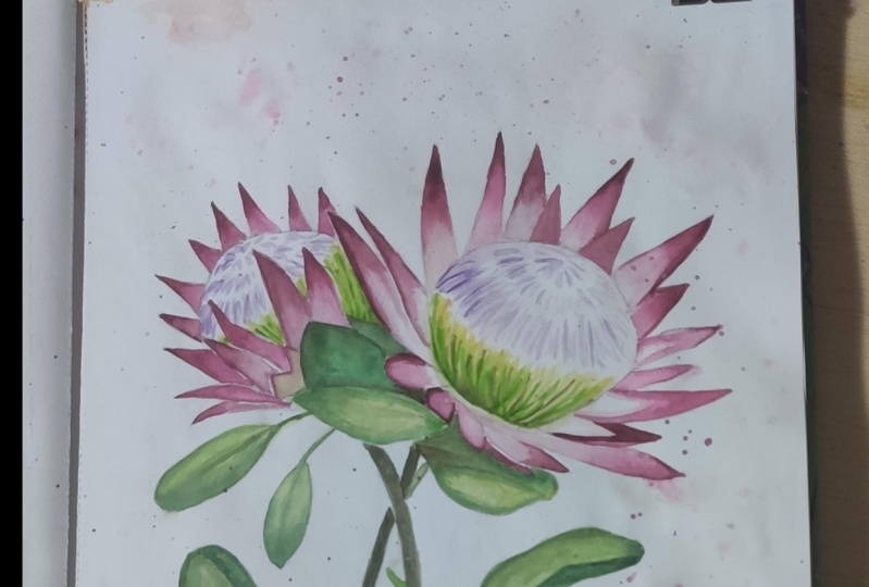 King protea