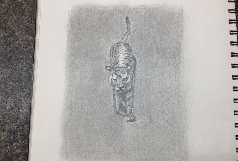 How to Draw Animals