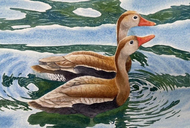 Ducks in water(colour)