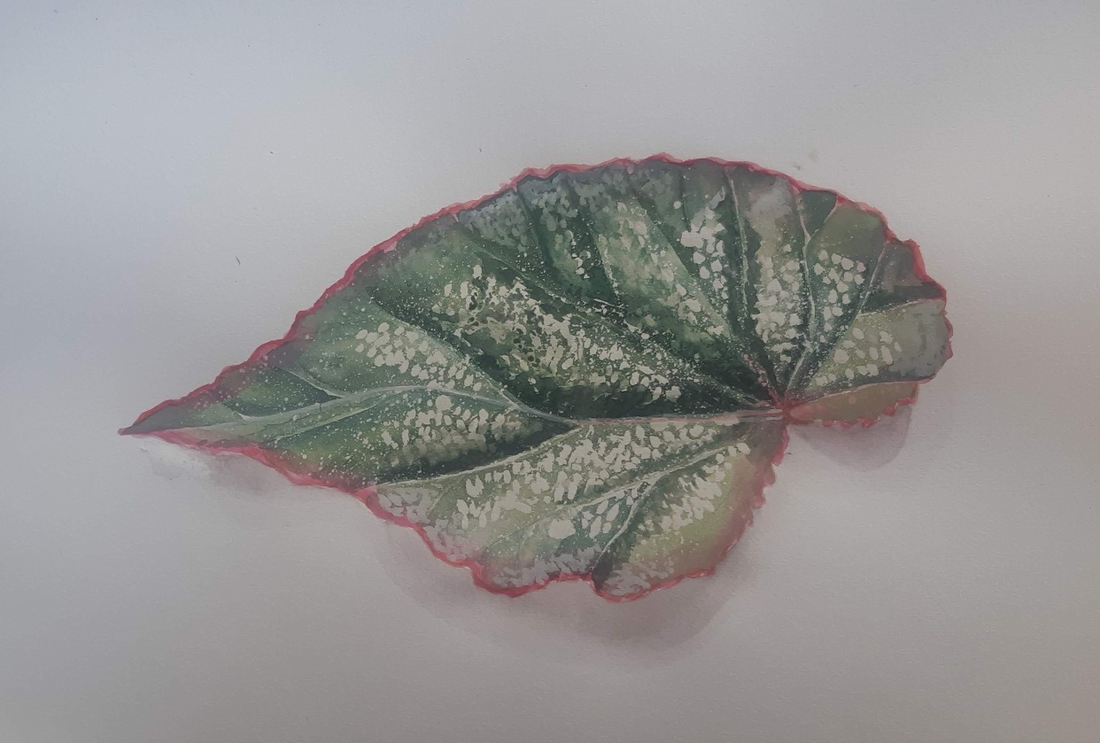 Begonia leaf - student project