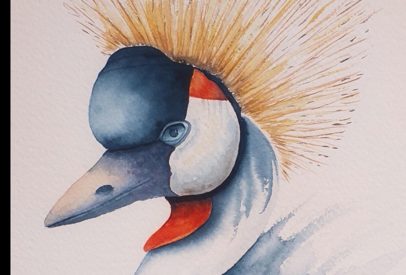 Grey Crowned Crane