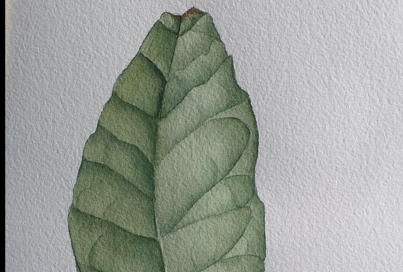 Realistic Leaf