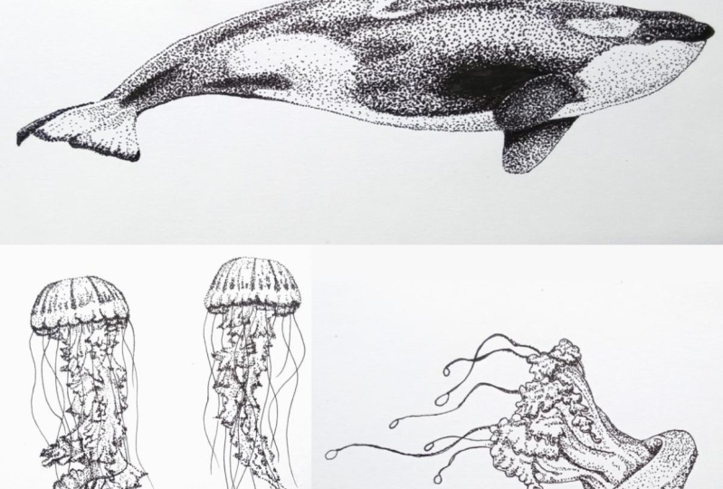 Jelly Fish & Orca Whale