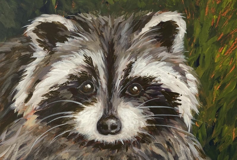 A Common Raccoon Painting Study