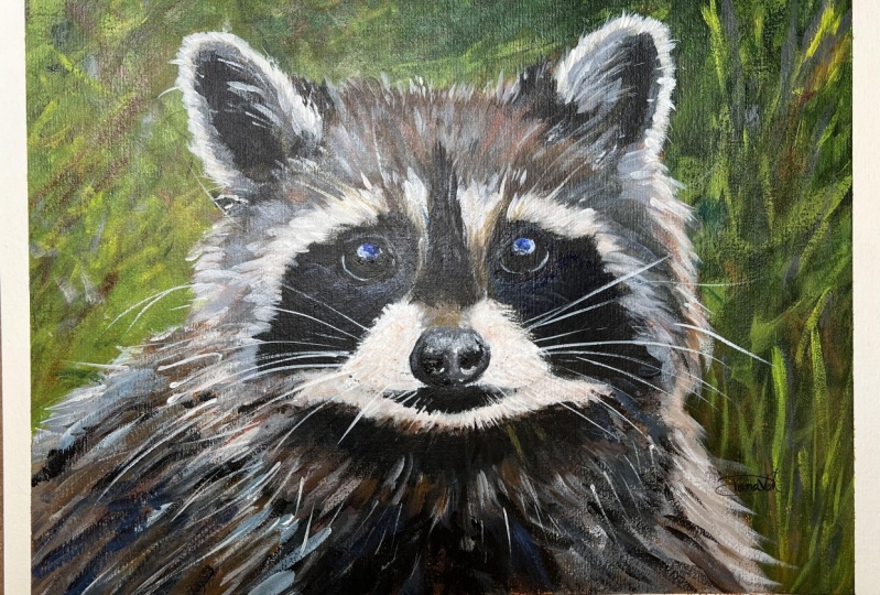Common Raccoon~Plentiful in Oregon